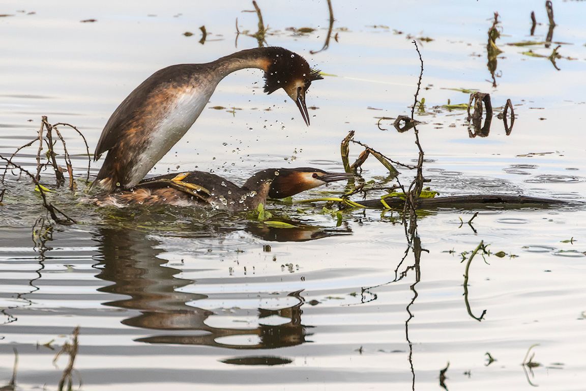 Somormujos en cópula