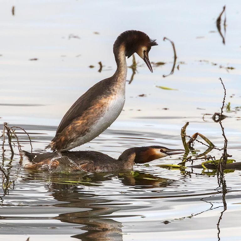 Somormujos en cópula