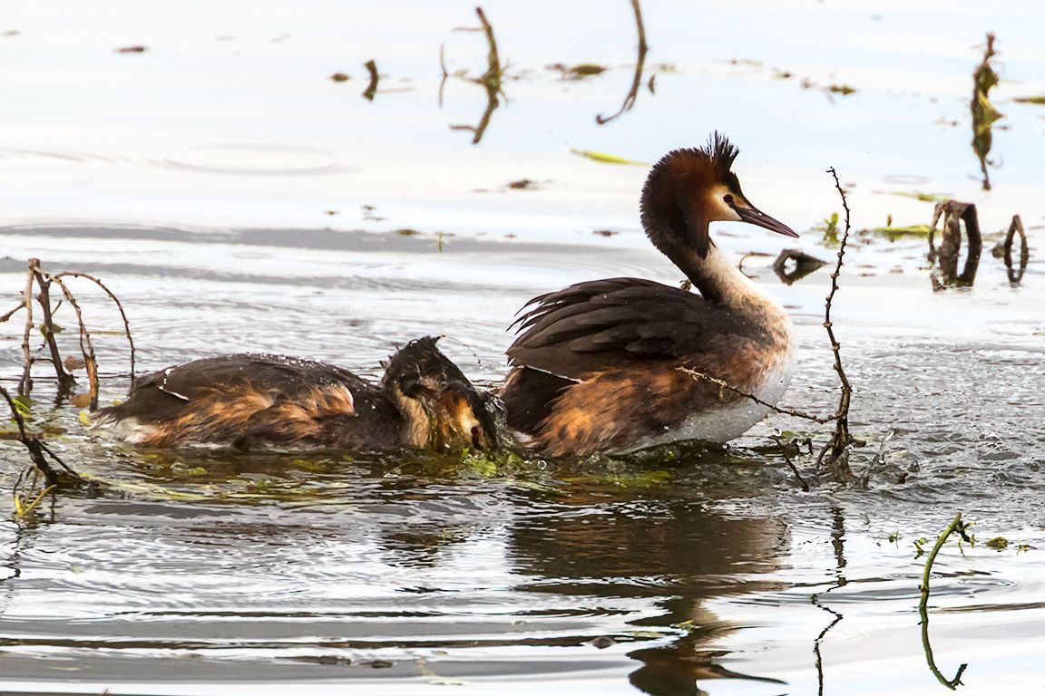 Somormujos en cópula