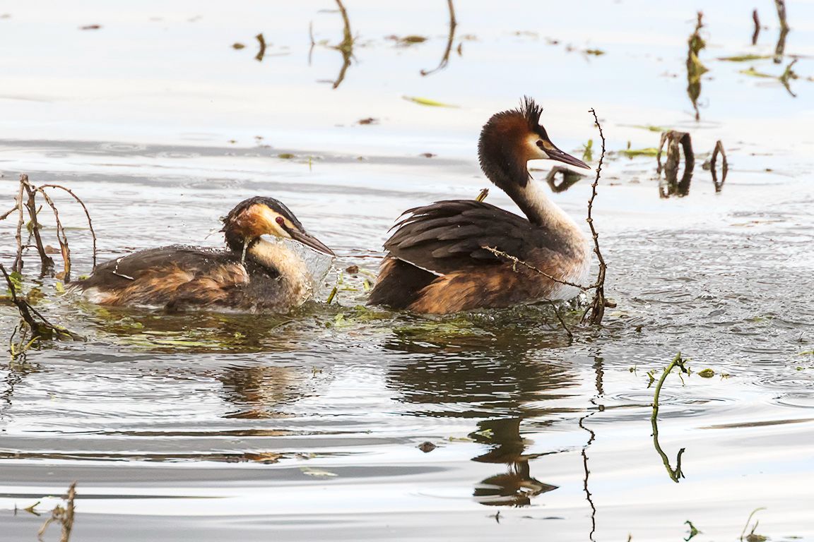 Somormujos en cópula