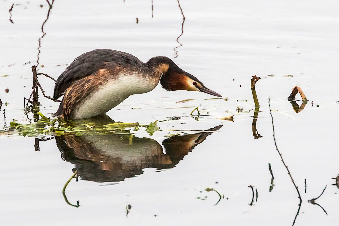 Somormujos en cópula