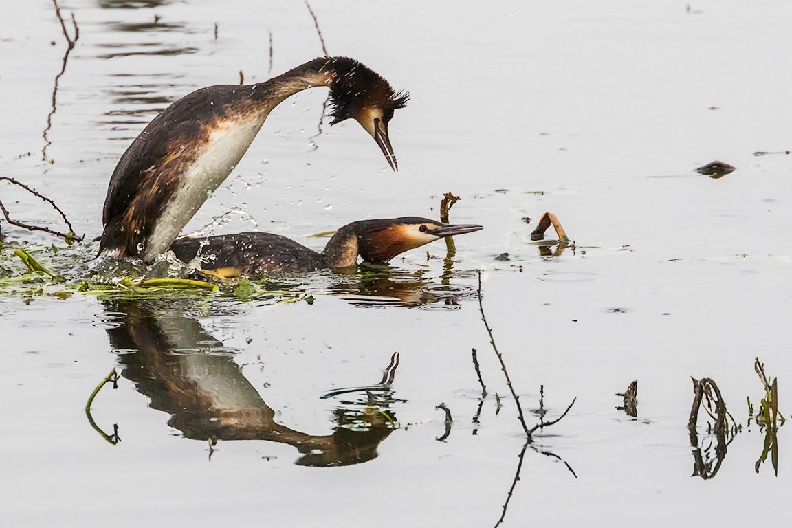 Somormujos en cópula