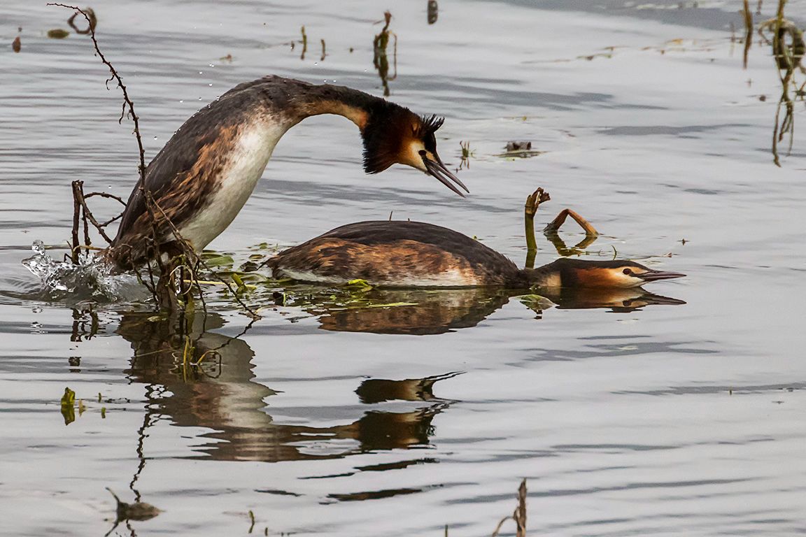 Somormujos en cópula
