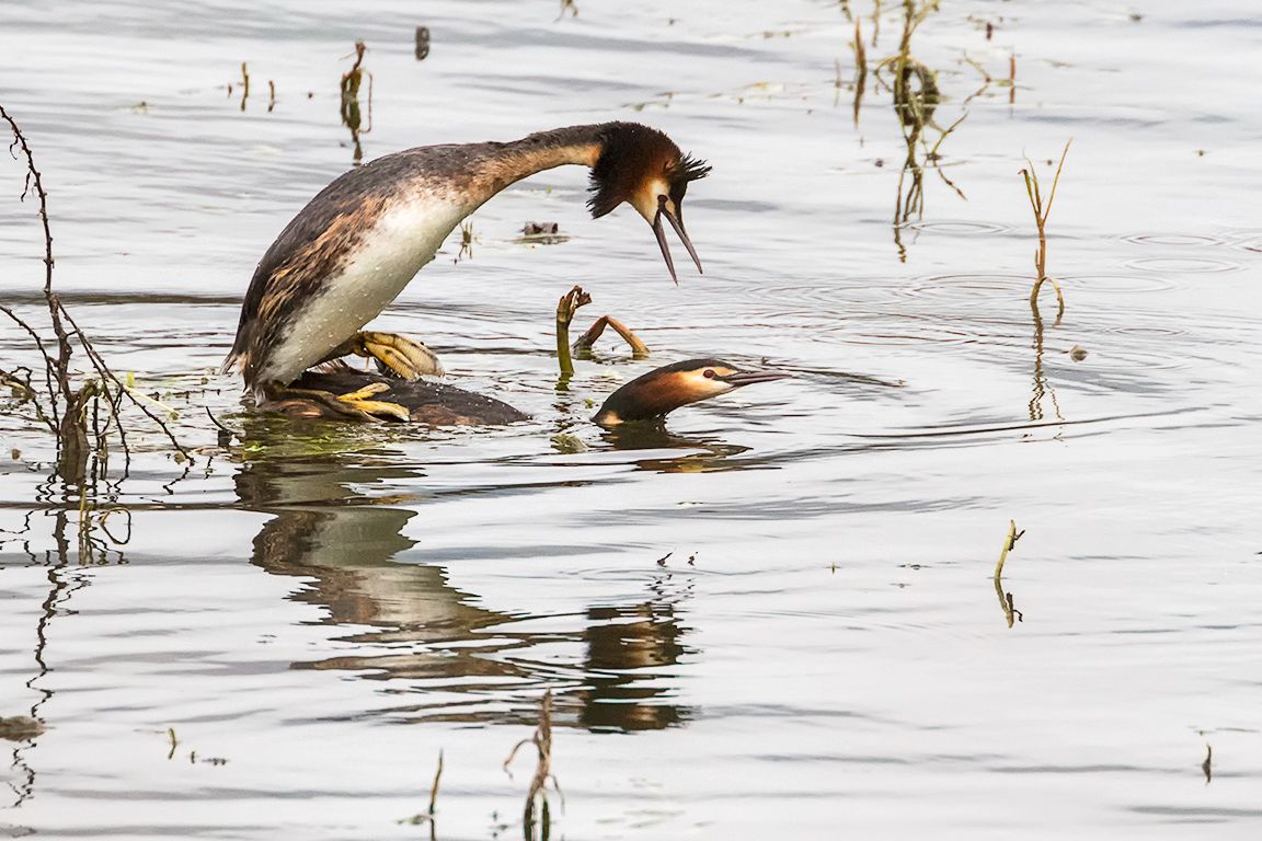 Somormujos en cópula