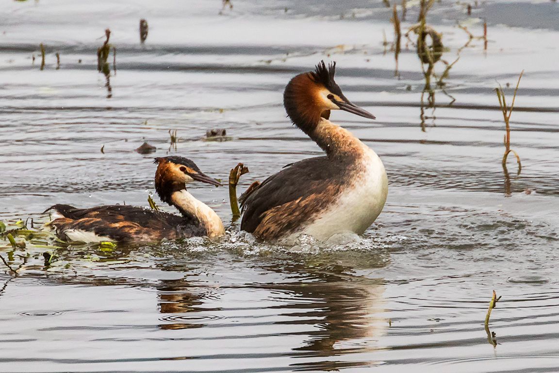 Somormujos en cópula