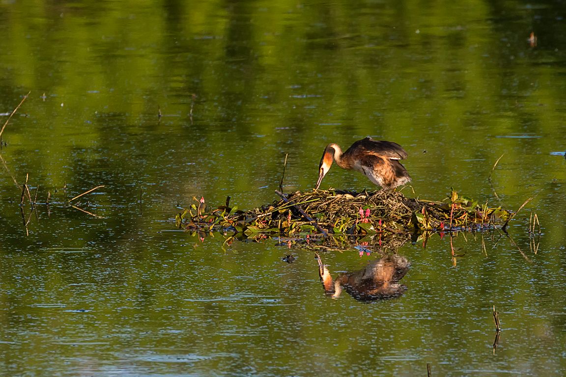 Somormujos incubando y sus pollitos