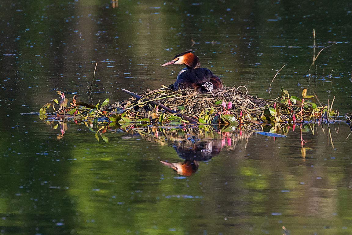 Somormujos incubando y sus pollitos