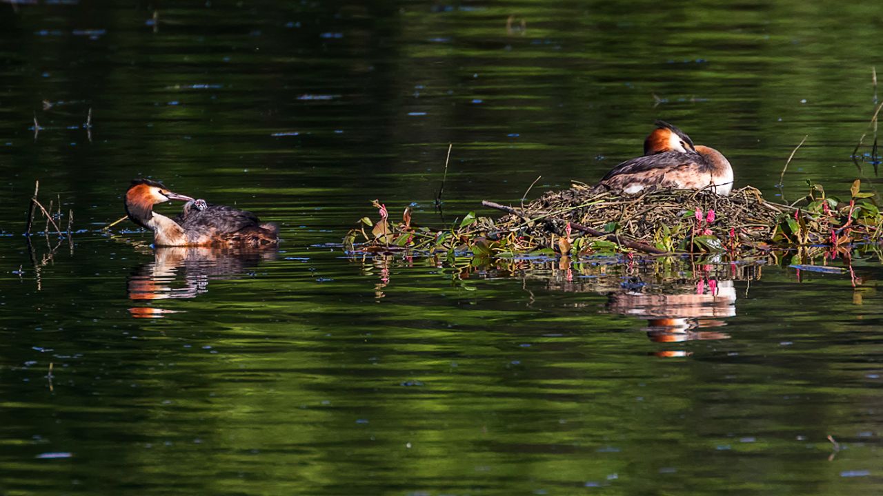 Somormujos incubando y sus pollitos