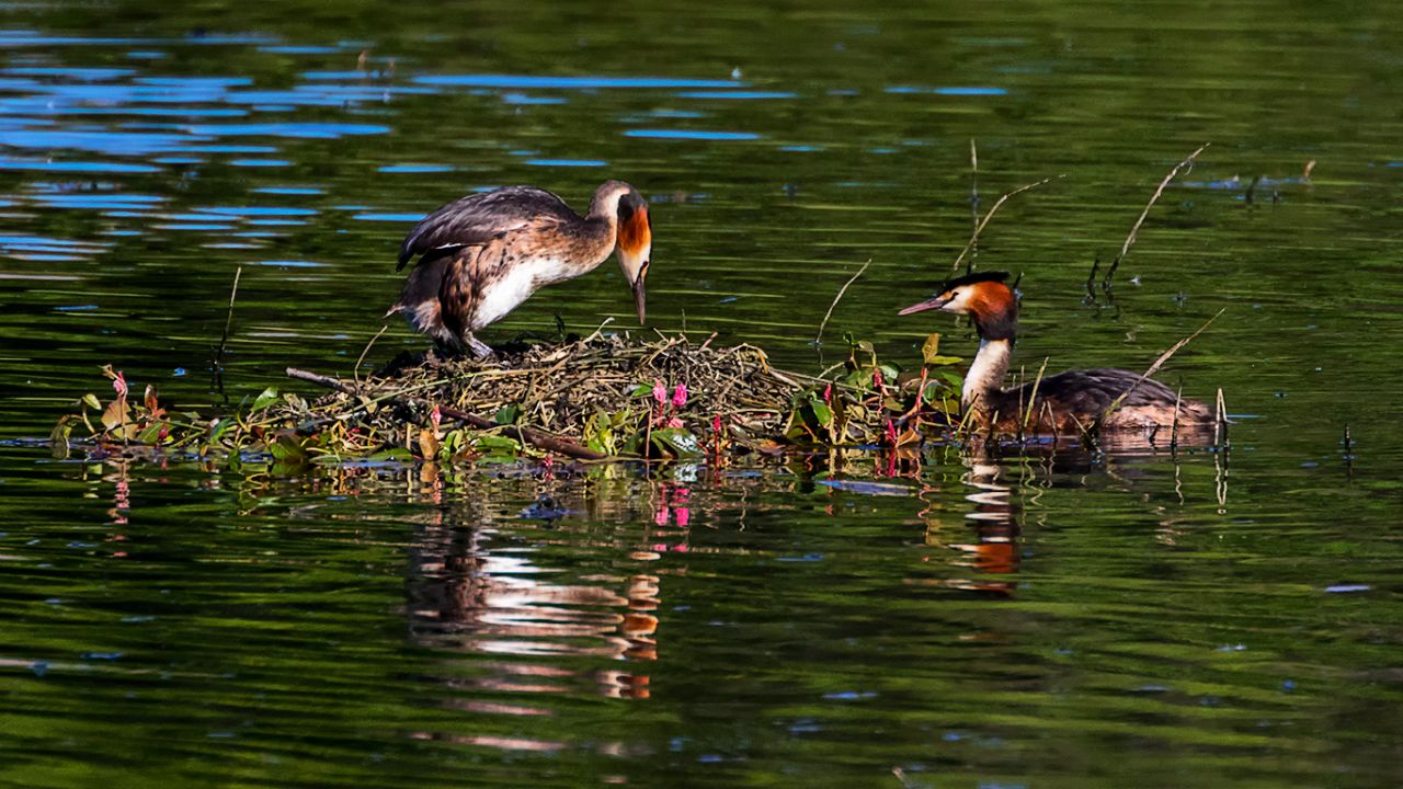 Somormujos incubando y sus pollitos