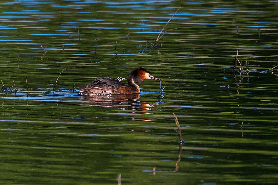 Somormujos incubando y sus pollitos