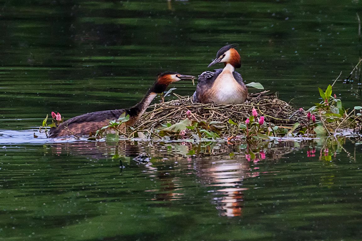 Somormujos incubando y sus pollitos