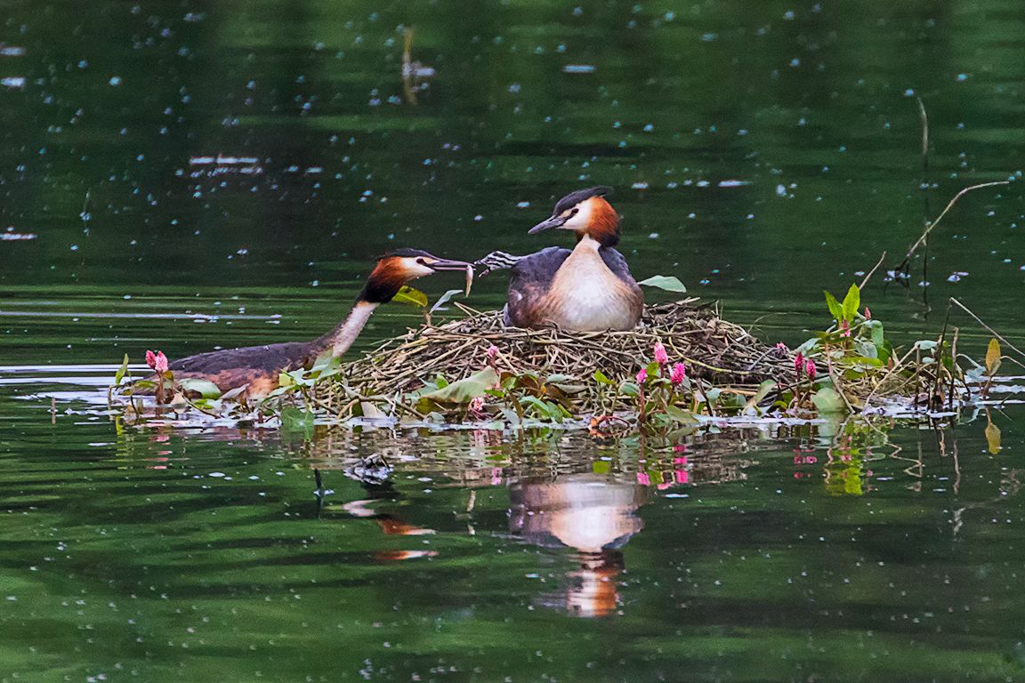 Somormujos incubando y sus pollitos