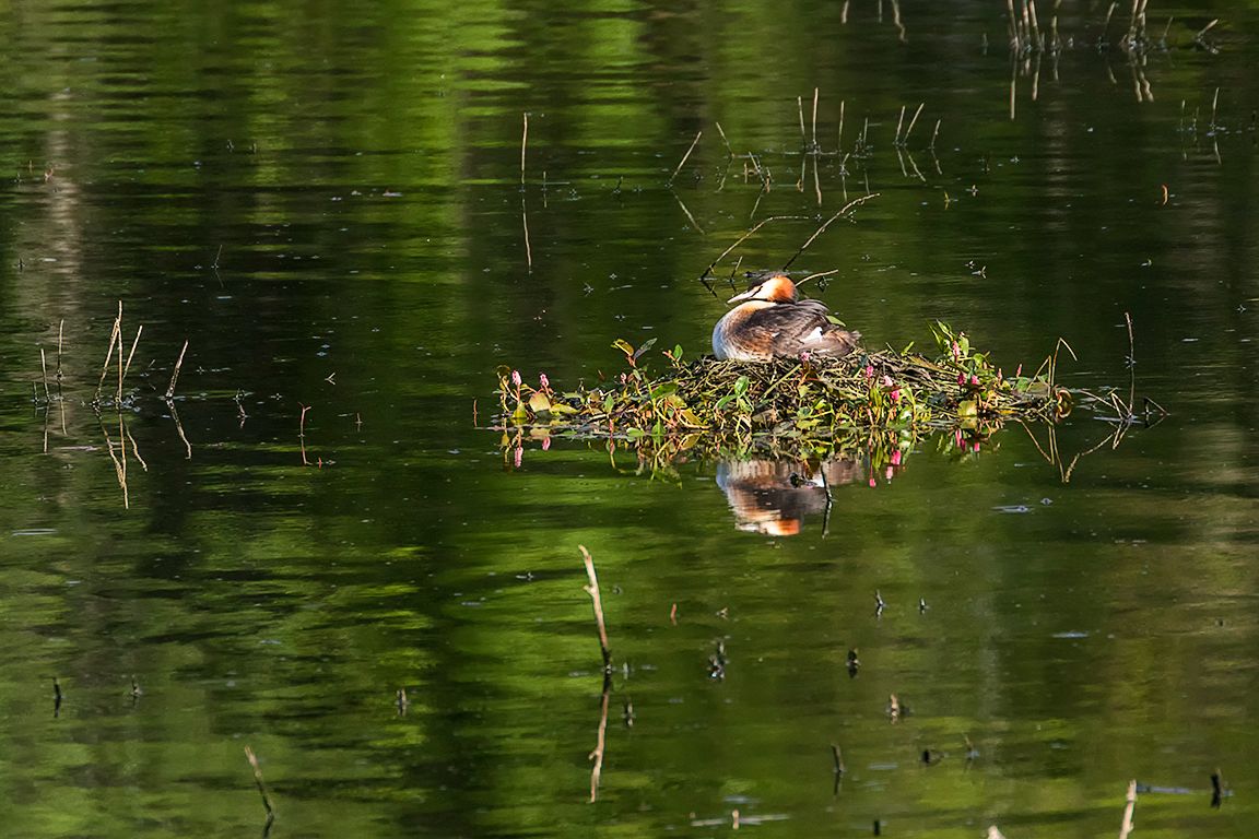 Somormujos incubando y sus pollitos