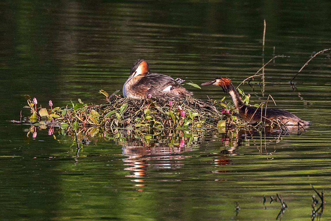 Somormujos incubando y sus pollitos