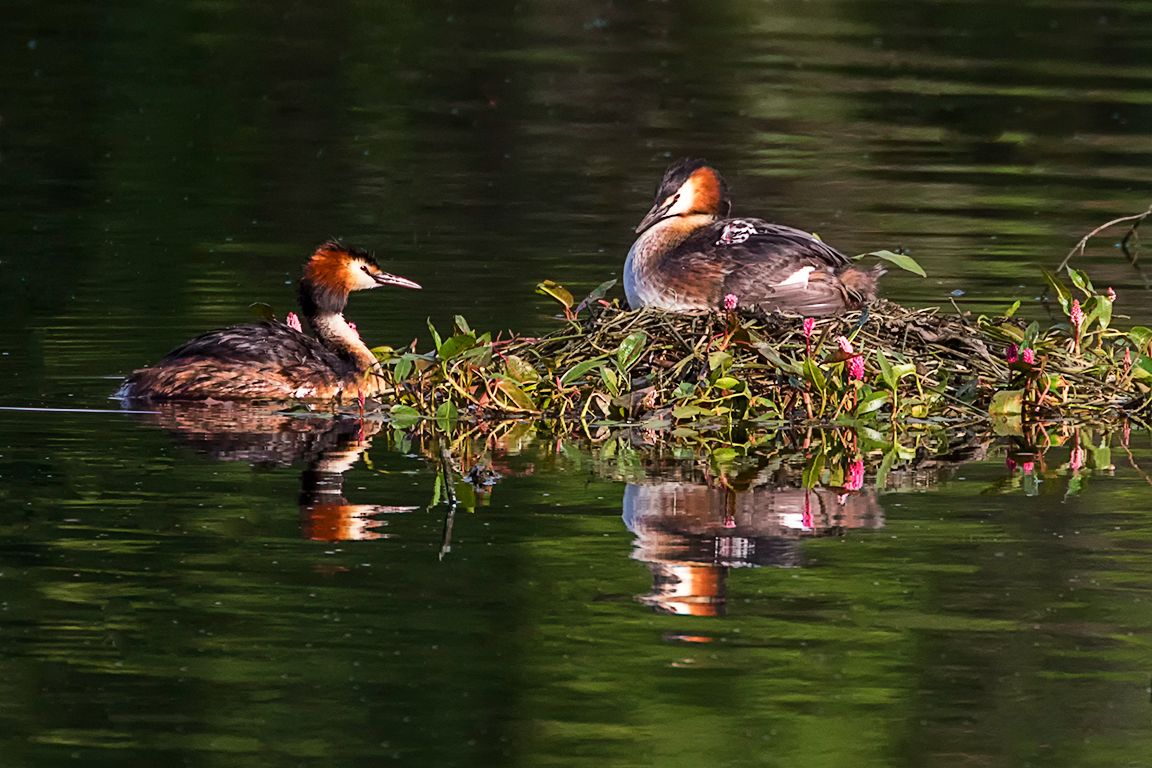 Somormujos incubando y sus pollitos