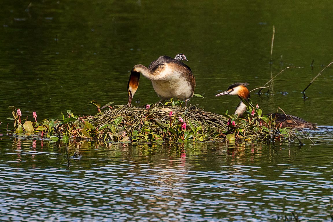 Somormujos incubando y sus pollitos