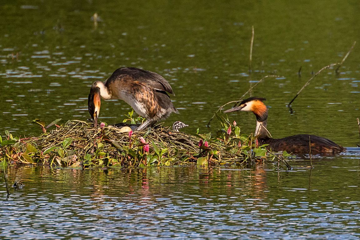Somormujos incubando y sus pollitos