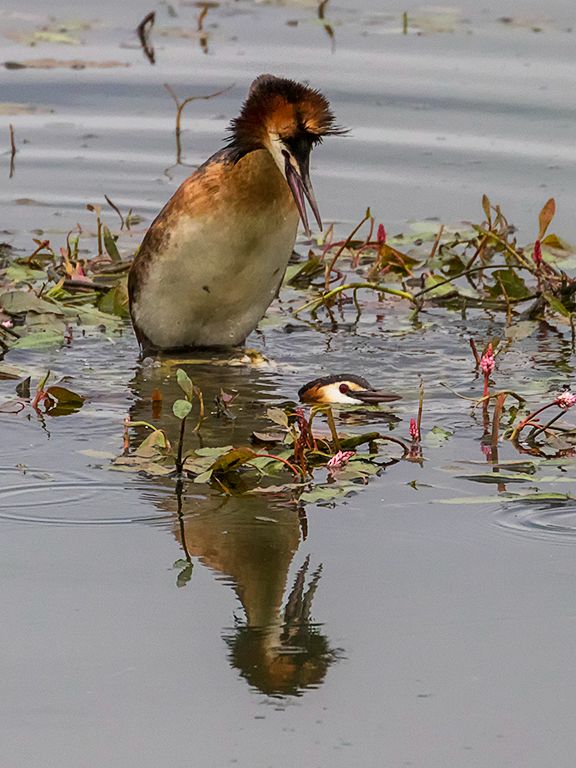 Somormujos en cópula