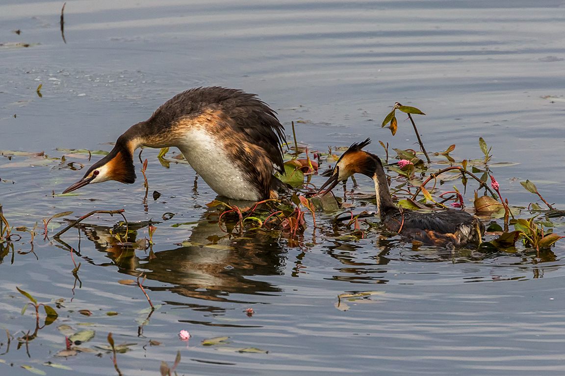 Somormujos en cópula