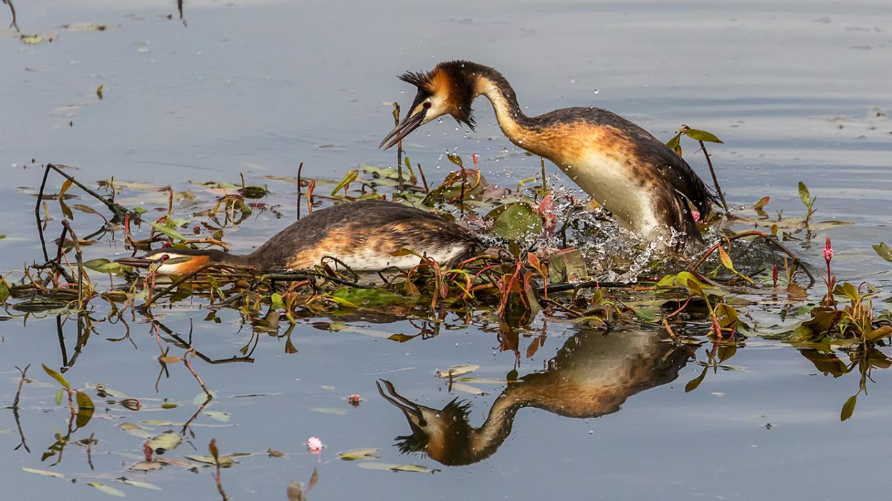 Somormujos en cópula