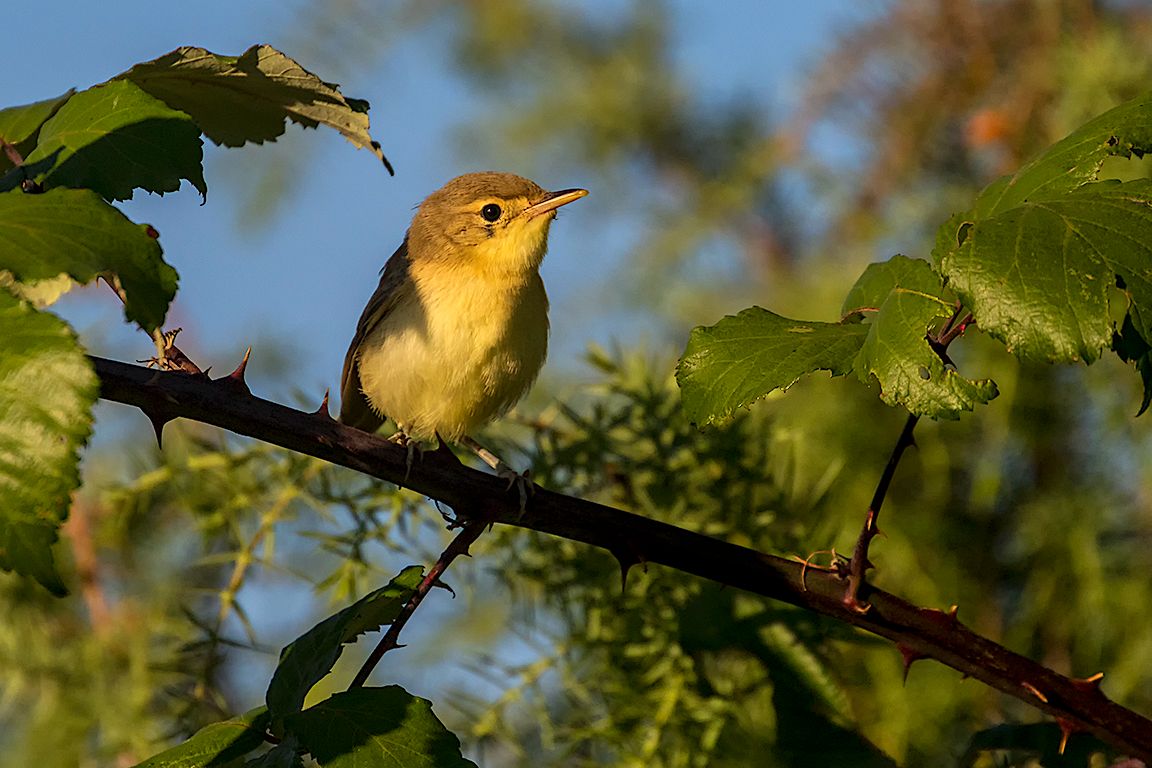 Mosquitero
