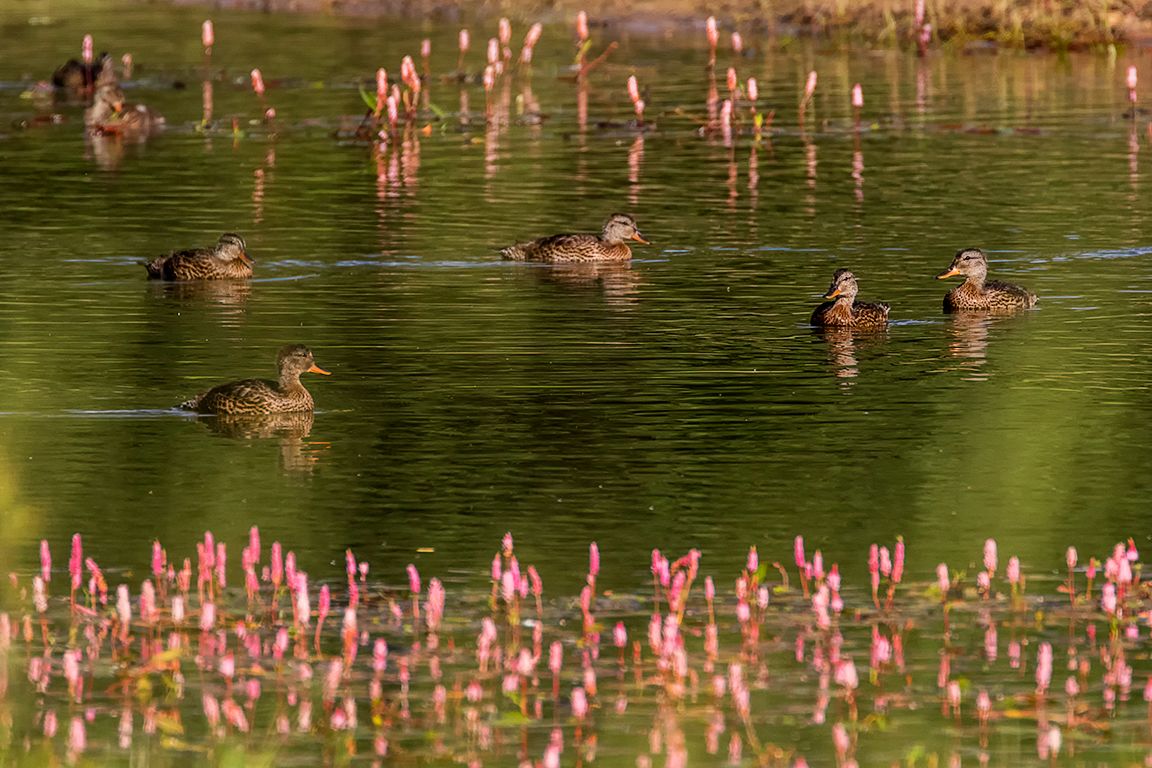 Hembras de ánade real