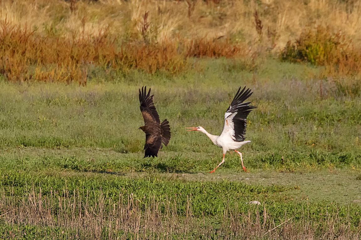 Cigüeña expulsando al milano negro