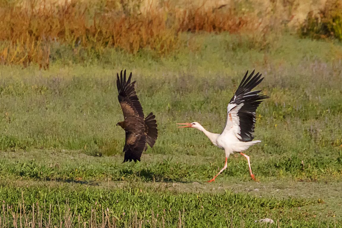 Cigüeña expulsando al milano negro