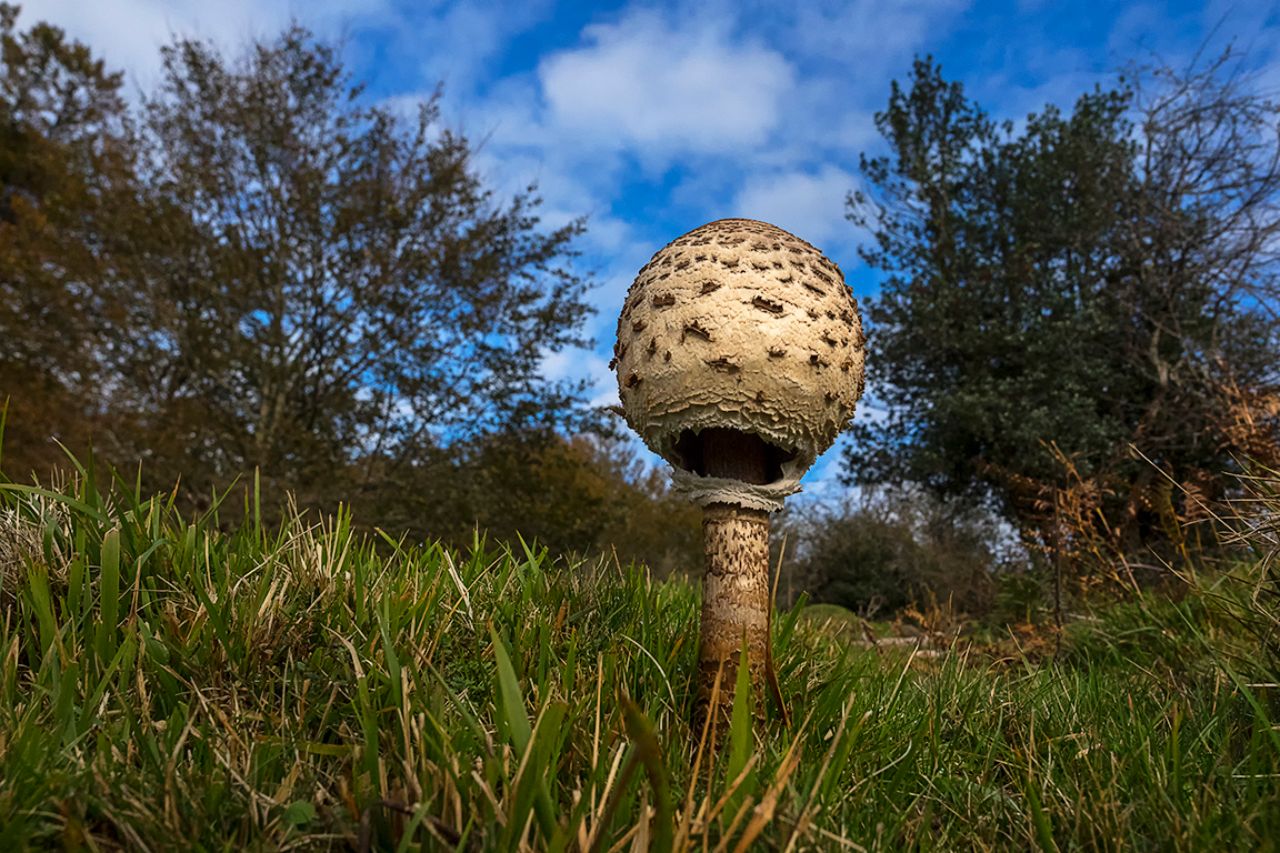 Macrolepiota