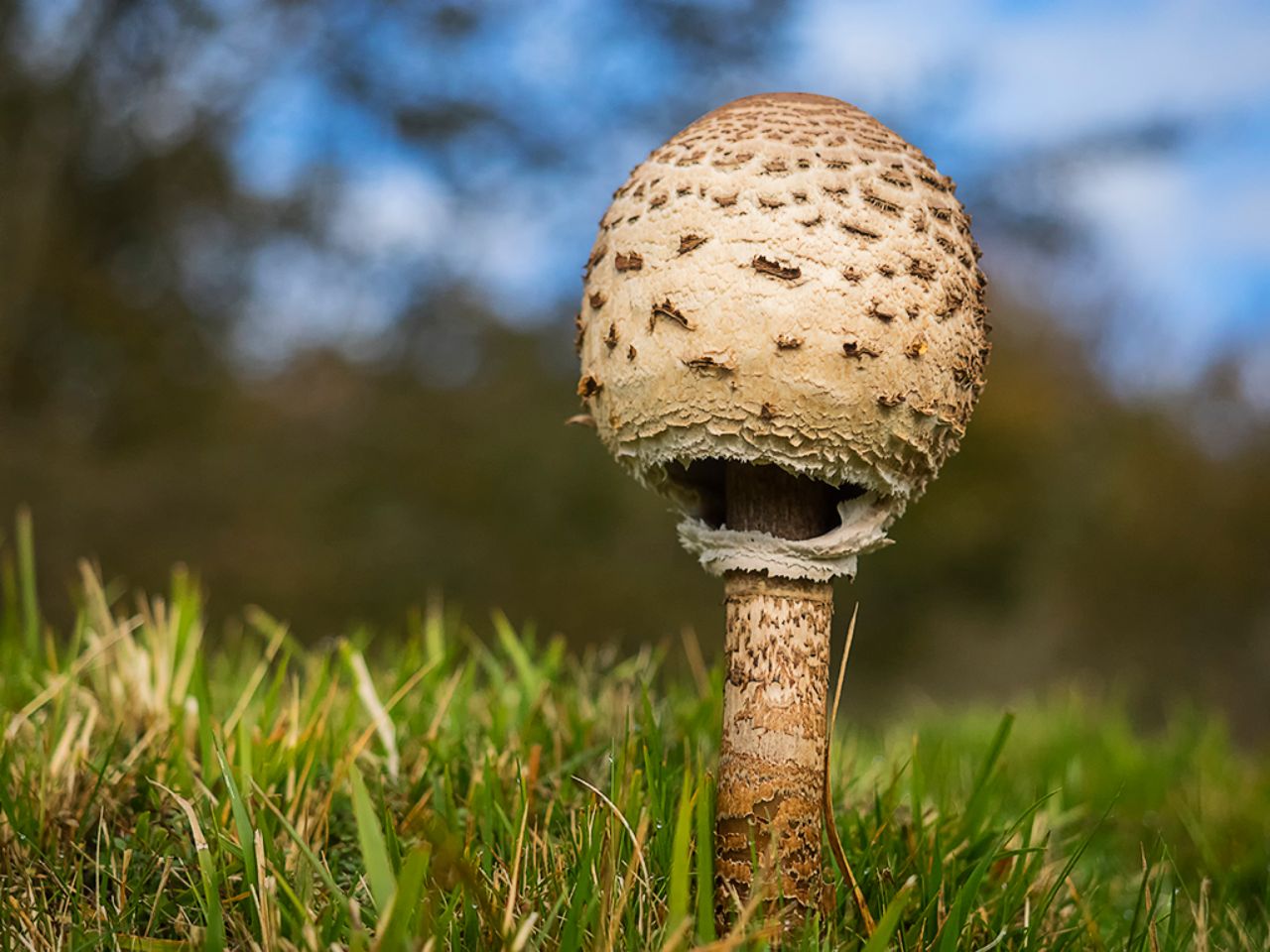 Macrolepiota