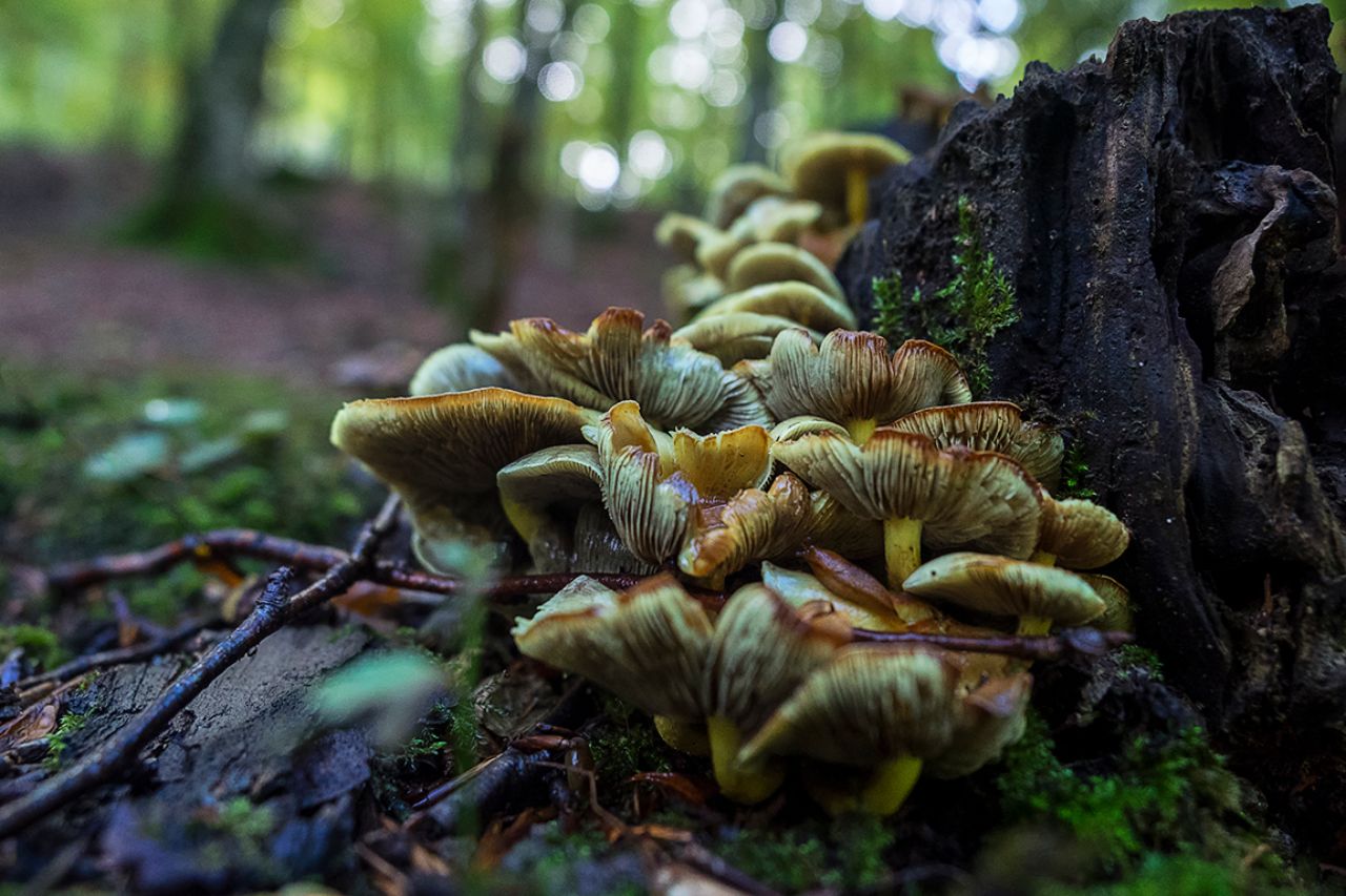 Setas del hayedo
