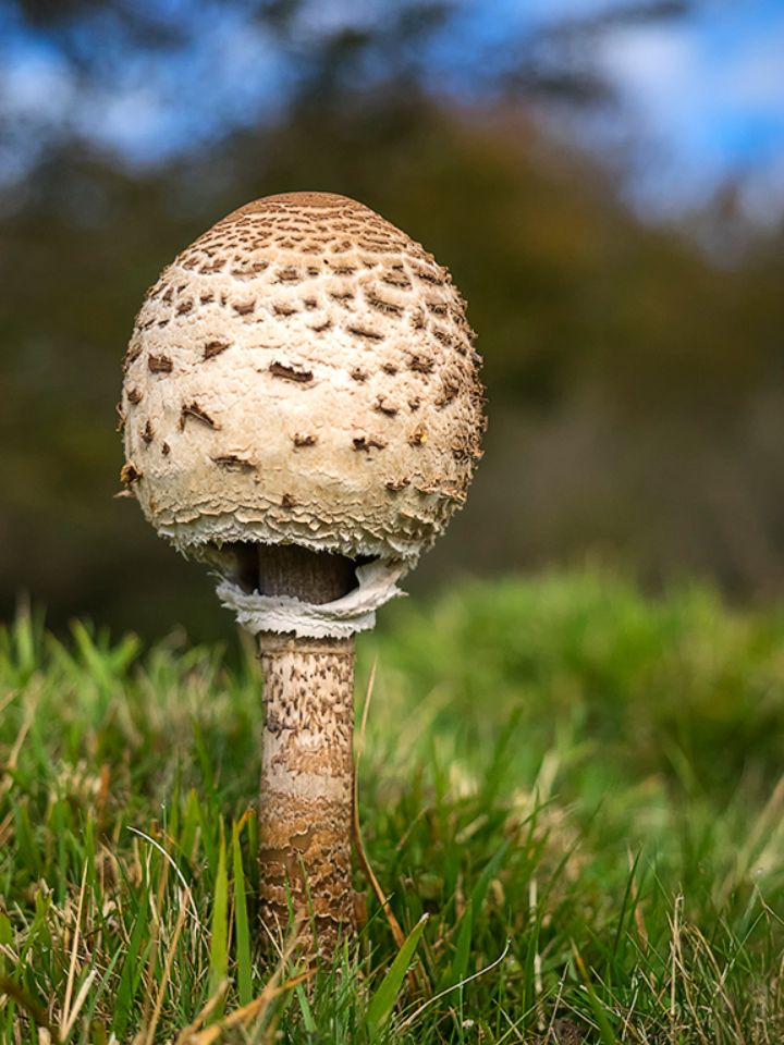 Macrolepiota