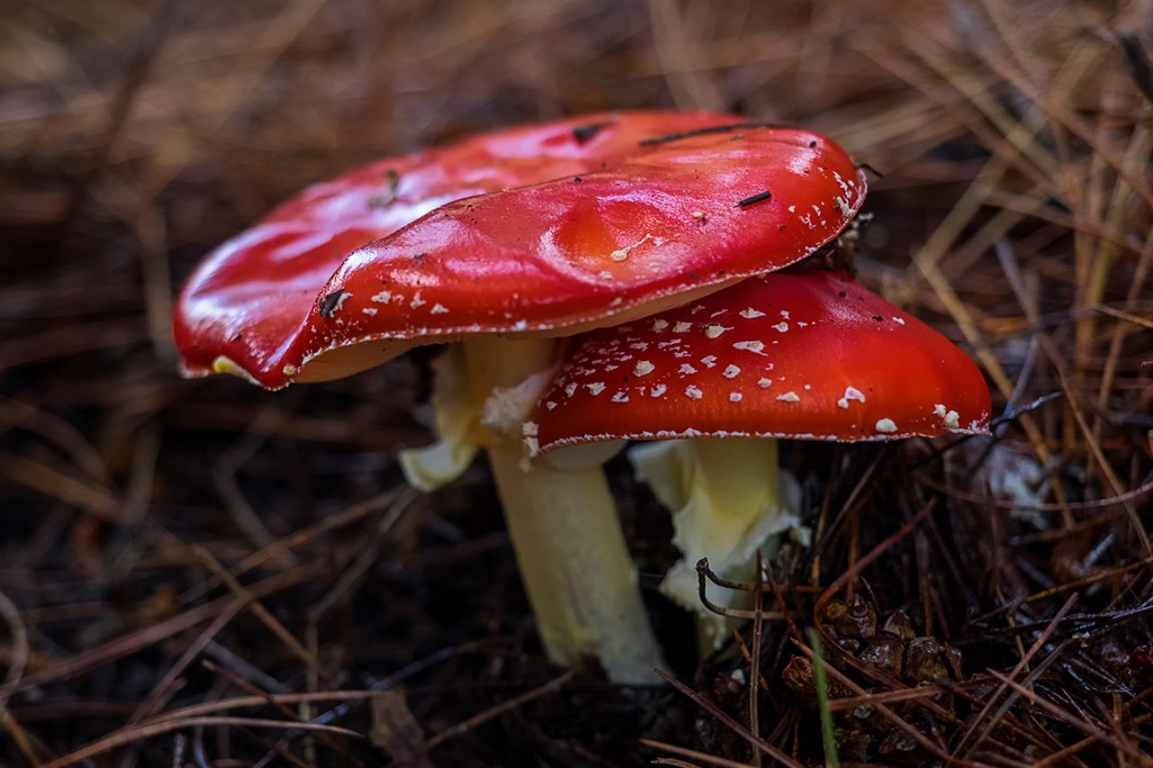 Amanita muscario