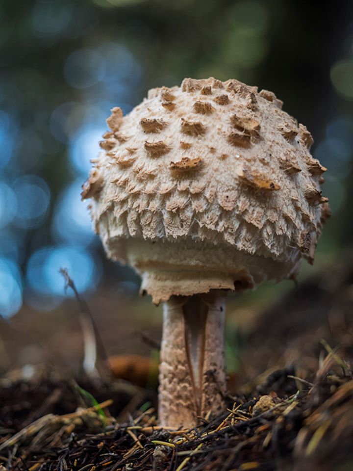 Macrolepiota