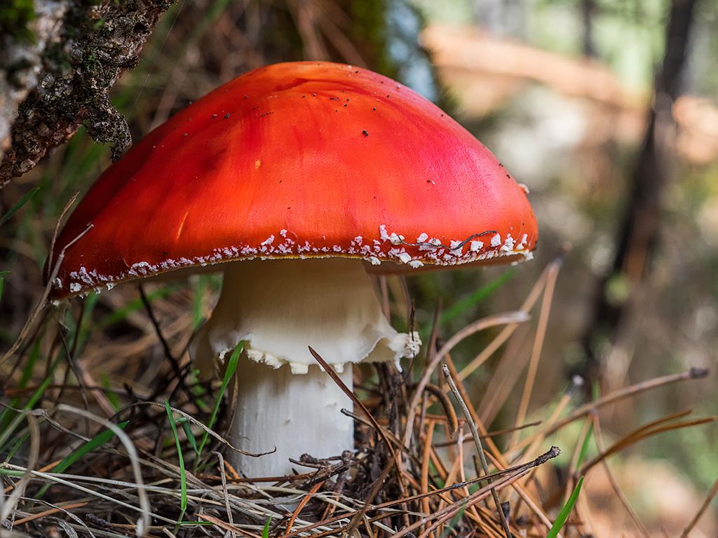 Amanita muscaria