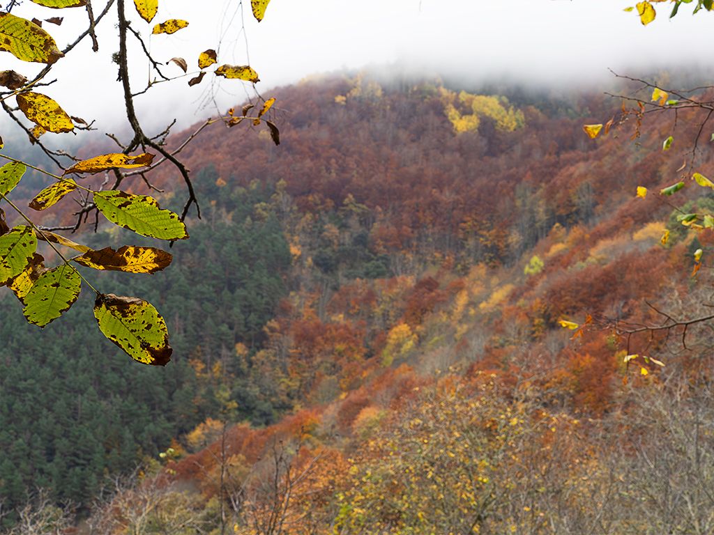 Monasterios de Valvanera