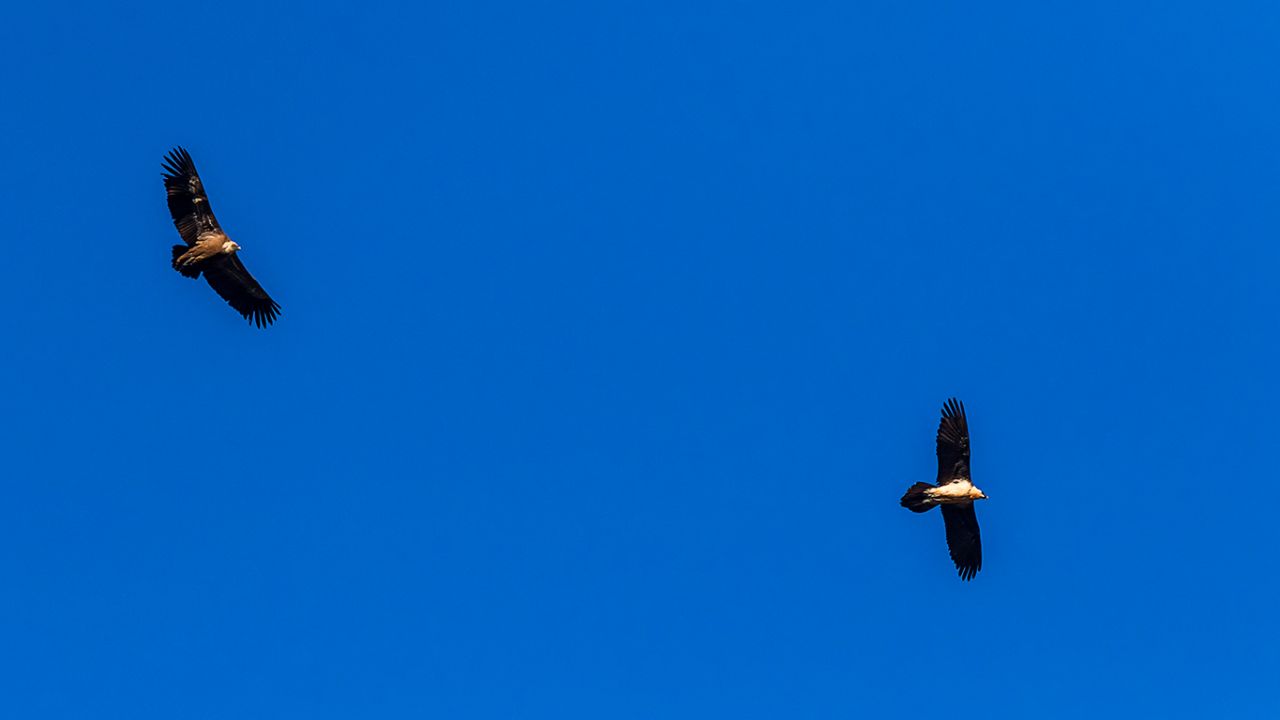 Quebrantahuesos y leonado