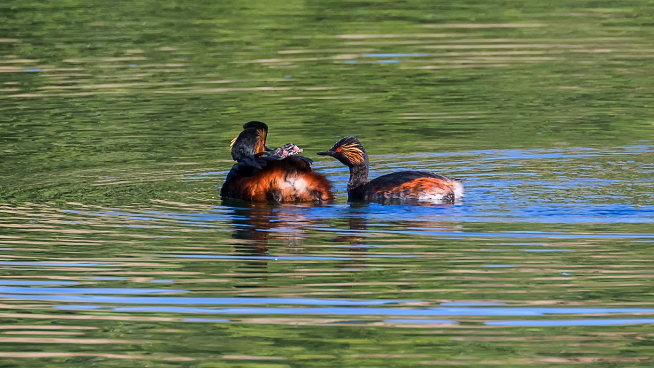 Zampullín cuellinegro en época de cría