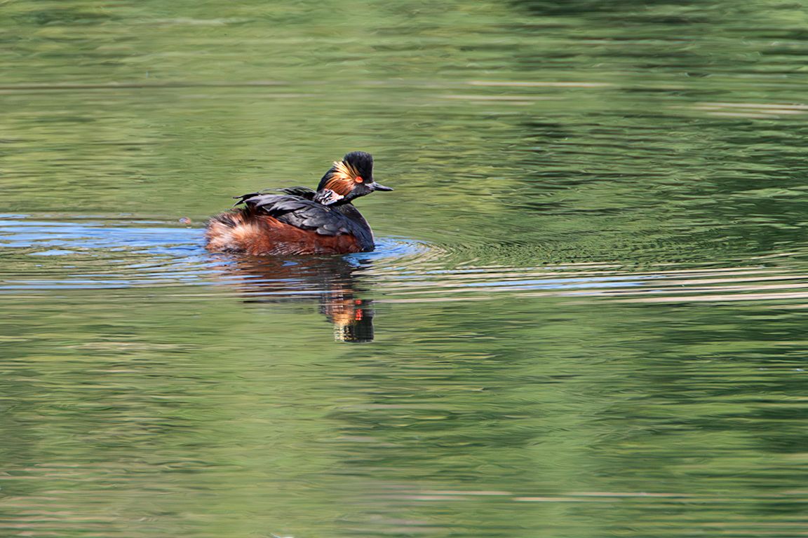 Zampullín cuellinegro en época de cría