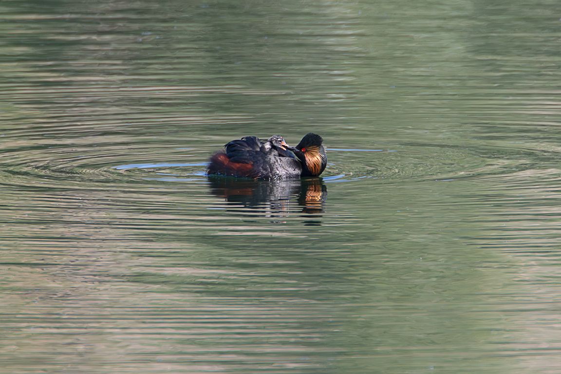 Zampullín cuellinegro en época de cría
