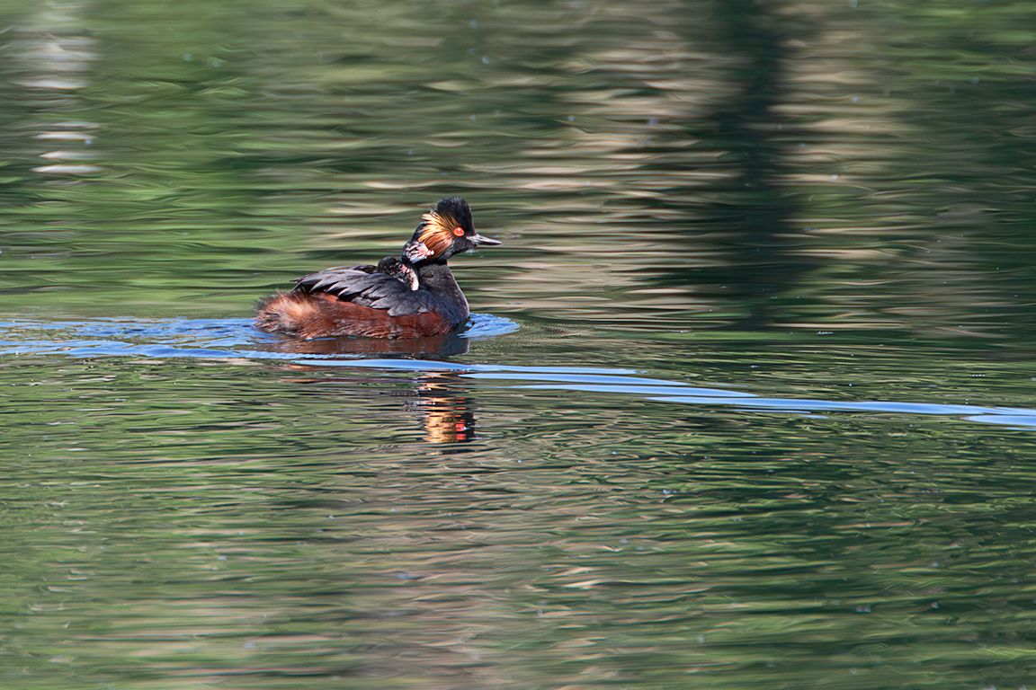 Zampullín cuellinegro en época de cría
