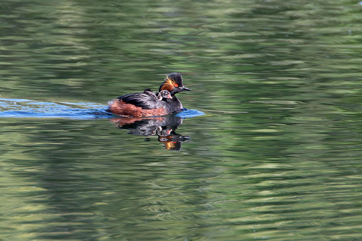 Zampullín cuellinegro en época de cría