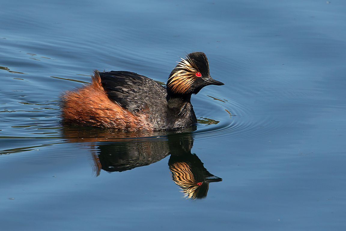 Zampullín cuellinegro en época de cría