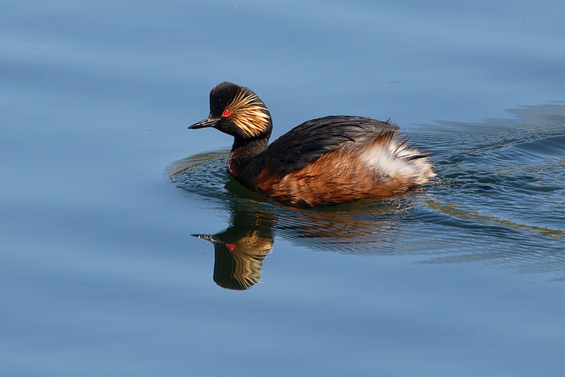 Zampullín cuellinegro en época de cría