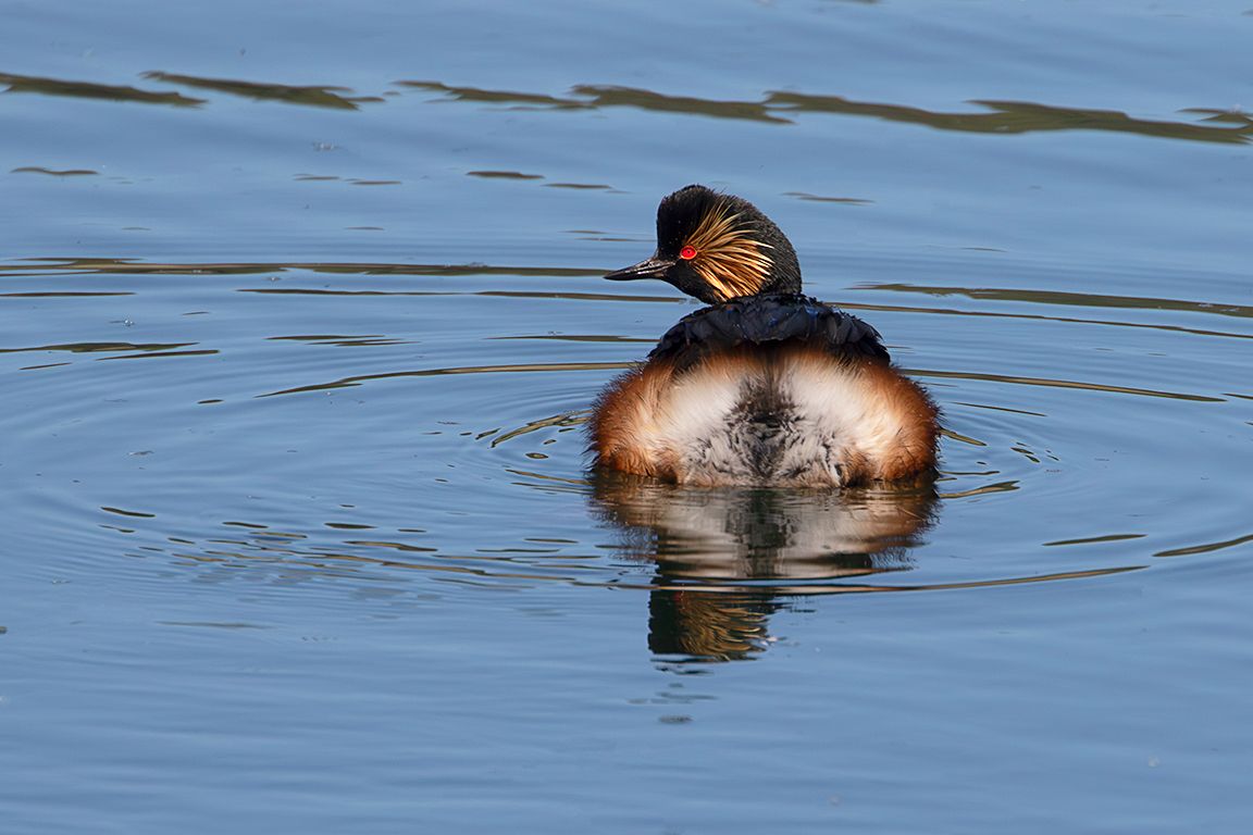 Zampullín cuellinegro en época de cría
