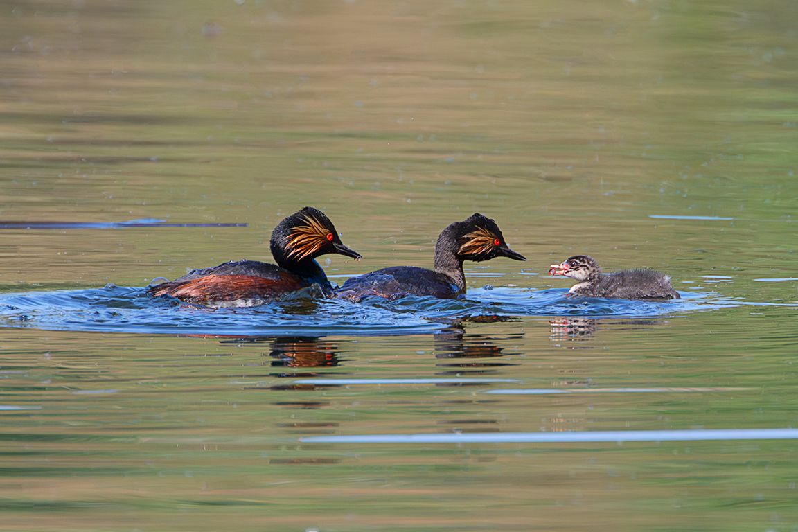 Zampullín cuellinegro en época de cría