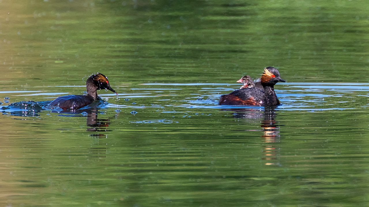 Zampullín cuellinegro en época de cría