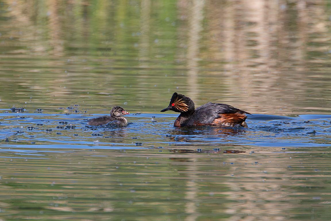 Zampullín cuellinegro en época de cría