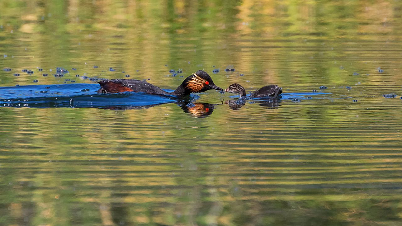 Zampullín cuellinegro en época de cría