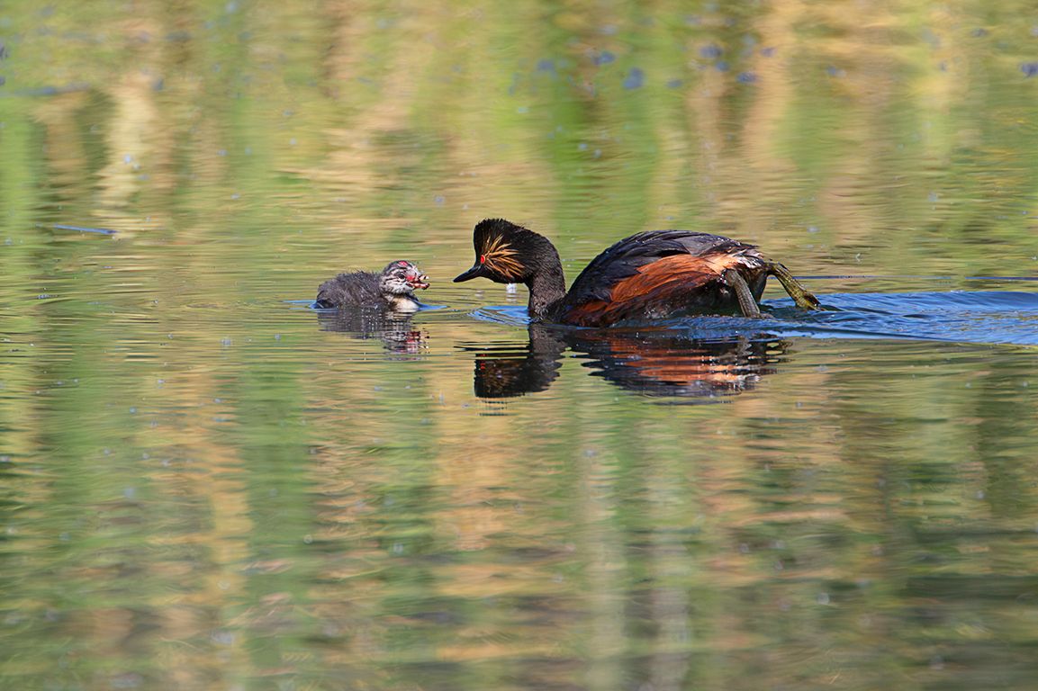 Zampullín cuellinegro en época de cría